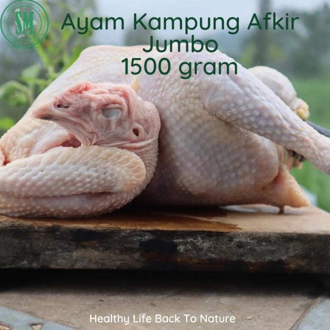 Jual Ayam Kampung Afkir Jumbo 1 5 Kg Shopee Indonesia