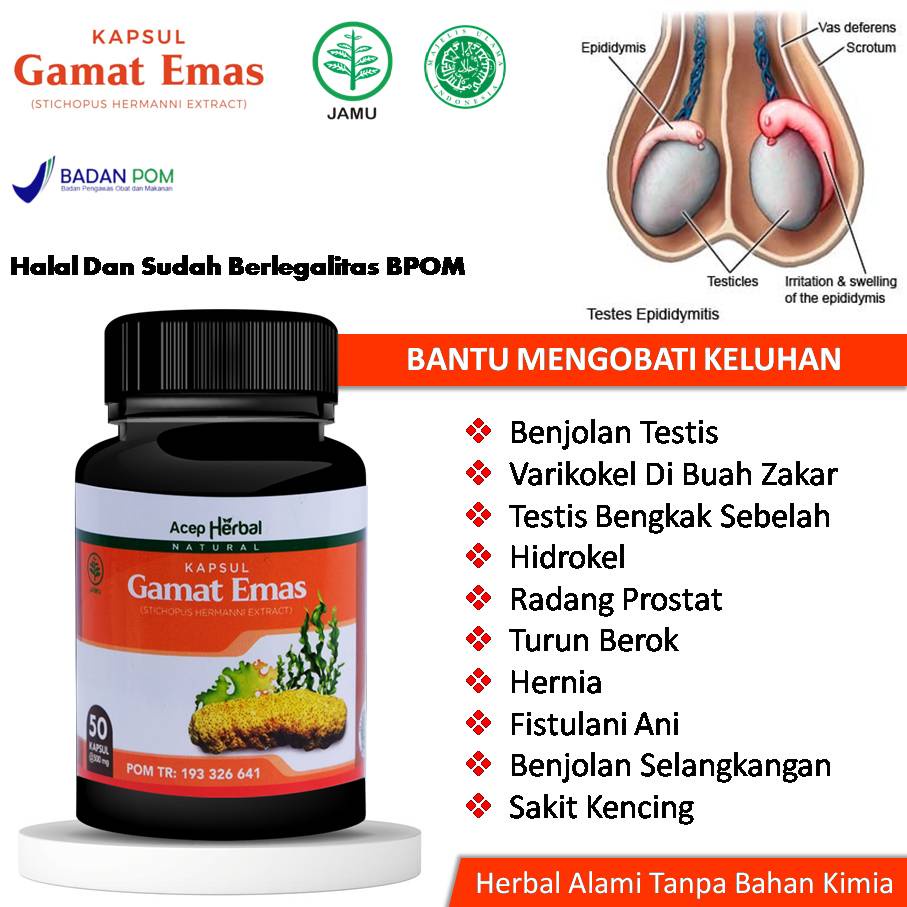 Jual Obat Benjolan Testis Varikokel Di Buah Zakar Testis Bengkak