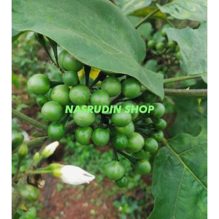 Jual BUAH CEPOKAK TEKOKAK RIMBANG SEGAR | COKRAK | Shopee Indonesia