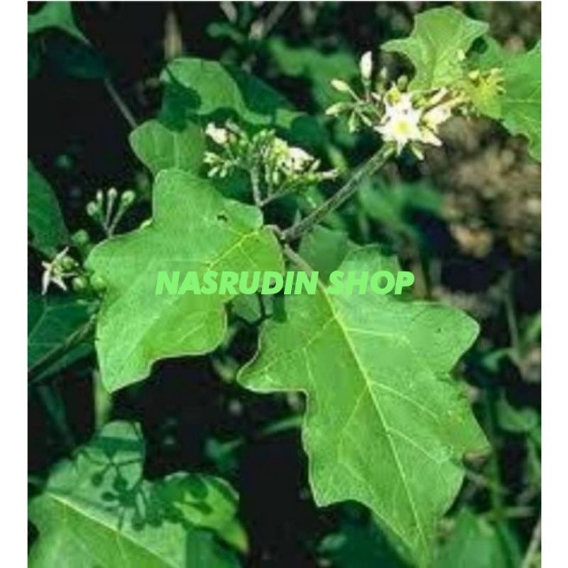 Jual DAUN TEKOKAK 1KG SEGAR / DAUN RIMBANG LANGSUNG PETIK | Shopee ...