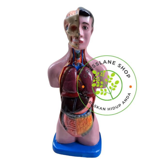 Jual Phantom Manekin Manikin Organ Tubuh Manusia Torso Pria Shopee