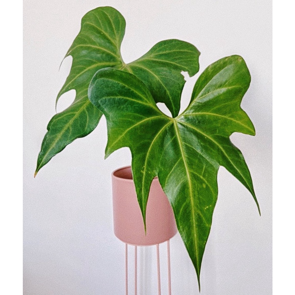 images of dracaena plants Dracaena Marginata 'Red' – Lakewood Plant Company main image 1
