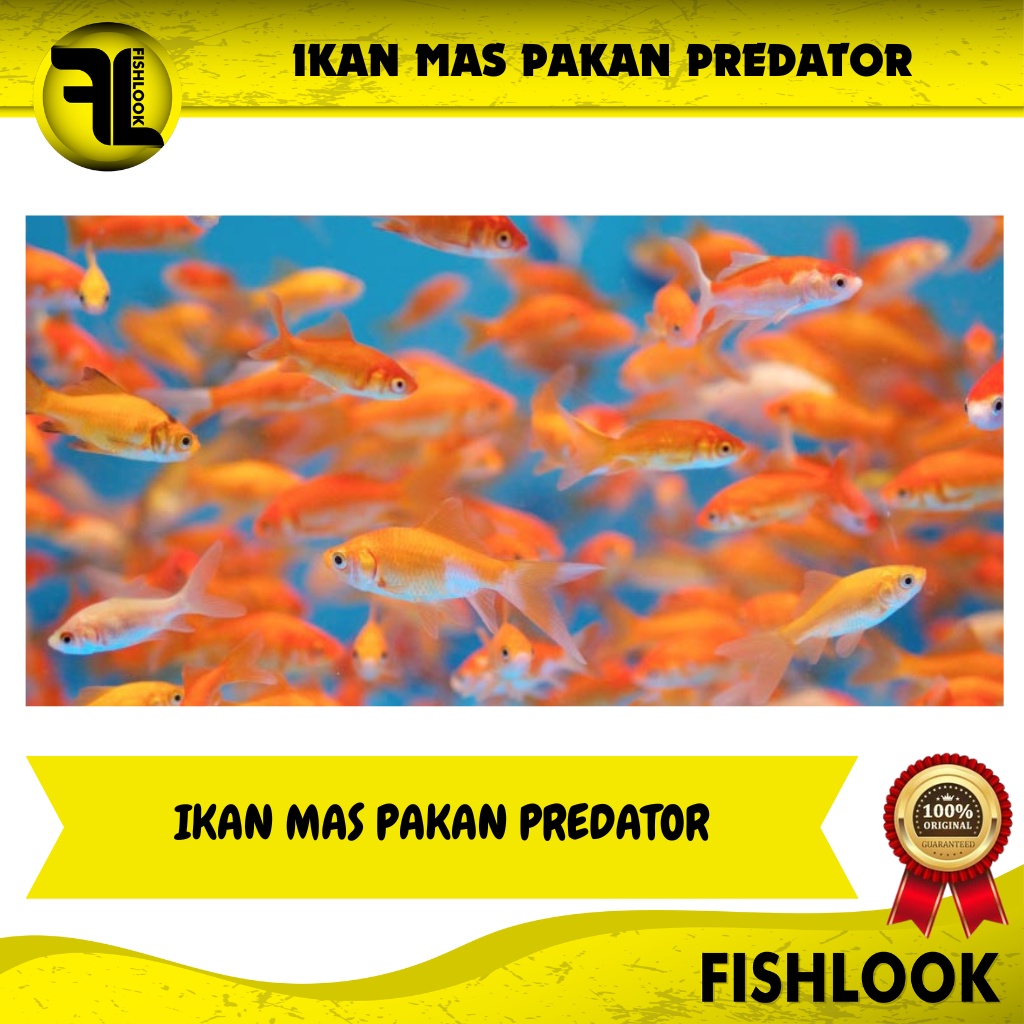 Jual Ikan Mas Pakan Predator Arwana Channa Aquarium Air Tawar Shopee Indonesia