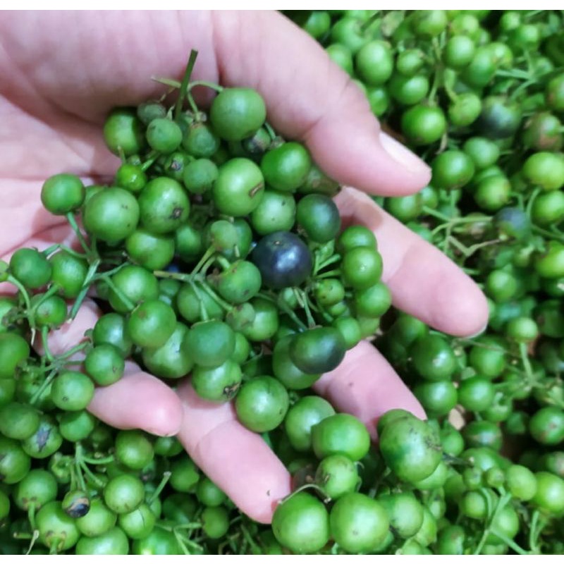 Jual Benih LEUNCA RANTI terong pipit terong kecil lalap isi 10 biji