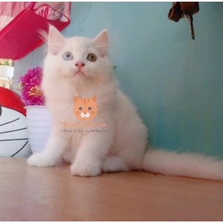 Jual kucing odd eye Harga Terbaik & Termurah Februari 2026 | Shopee ...