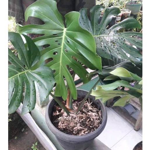 Jual Tanaman Hias King Monstera Giant Aslimonstera King Ukuran Besarmonstera King Jumbo