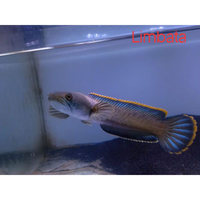 Jual CHANNA LIMBATA SIZE 9-20CM RIM TEBAL | Shopee Indonesia
