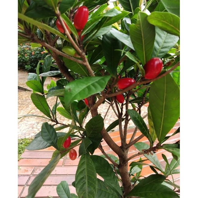 Jual MAGIC FRUIT / MIRACLE FRUIT / BUAH AJAIB | Shopee Indonesia