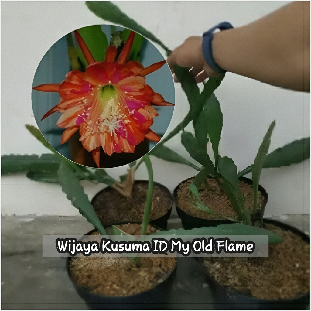 Jual Tanaman Hias Wijaya Kusuma Hybrid Id My Old Flame Bunga Merah Terang Tanian Lokal Shopee