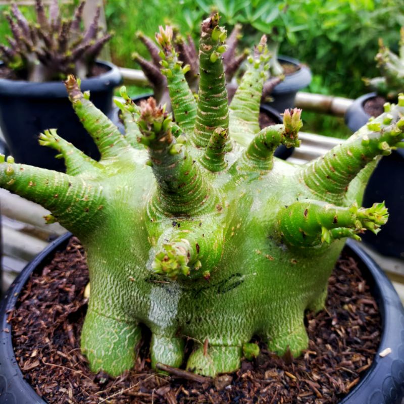Jual ATG x GODJI (Adenium Arabicum/karakter/program akar) | Shopee ...