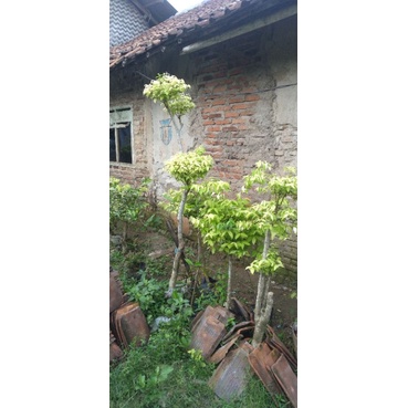 Jual Bonsai taman anting putri realpict | Shopee Indonesia