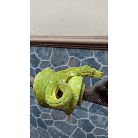 Jual GREEN TREE PYTHON | Shopee Indonesia
