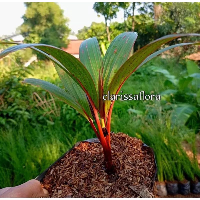 Jual pohon sadeng Harga Terbaik & Termurah Juni 2026 | Shopee Indonesia