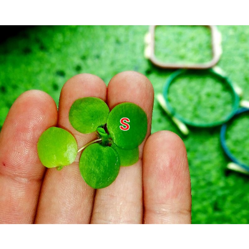 Jual Tanaman air amazon frogbit/tanaman aquascape/progbit | Shopee ...