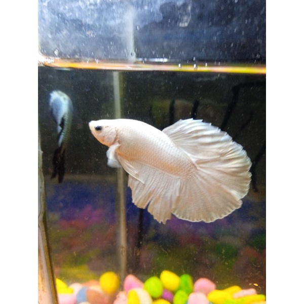 Jual whait platinum jantan murah | Shopee Indonesia