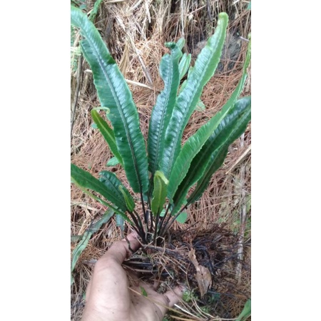 Jual Satu rumpun pakis hutan unik | Shopee Indonesia