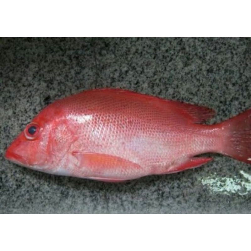 Jual Ikan Kakap Merah Segar 1kg Murah Shopee Indonesia