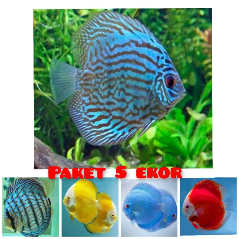 Jual Discus ukuran 1cm paket 5 ekor | Shopee Indonesia