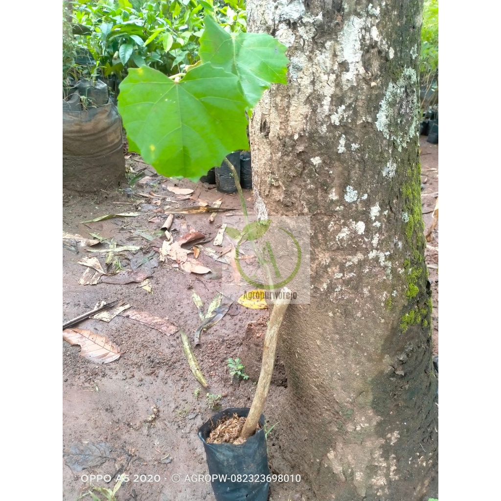 Jual Bibit Tanaman Timoho - Langka - Tanaman Medis dan Magis | Shopee ...