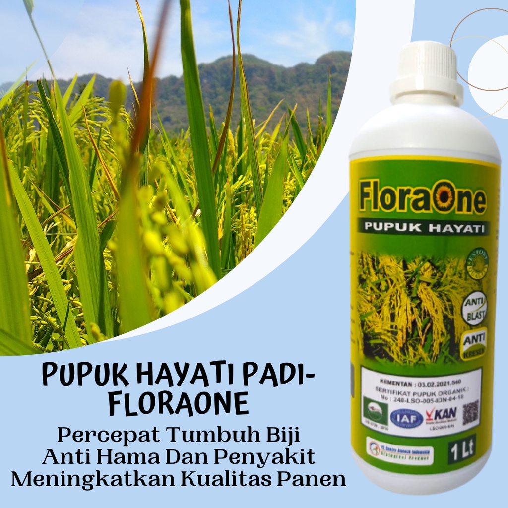 Jual Pupuk Cair Padi Perangsang Anakan Padi, Pupuk Hayati Anti Kerdil ...