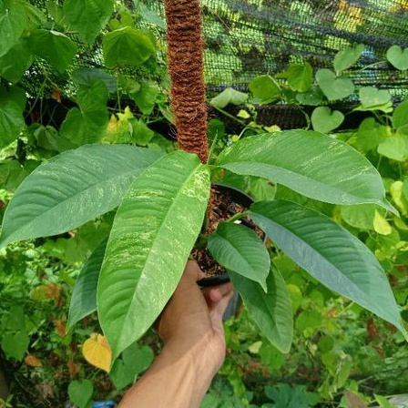 Jual Rhaphidophora Foraminifera Masuwa Marble Variegated | Shopee Indonesia