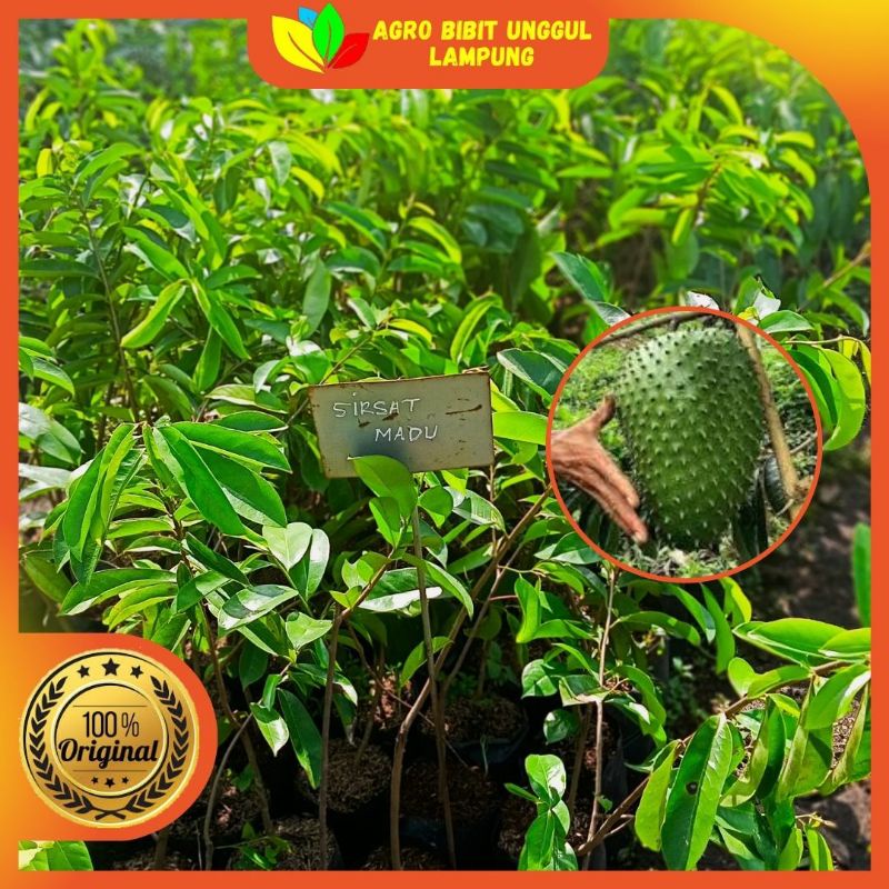 Jual Bibit Sirsat Madu Jumbo Asli Tanaman Okulasi Cepat Berbuah Agro ...
