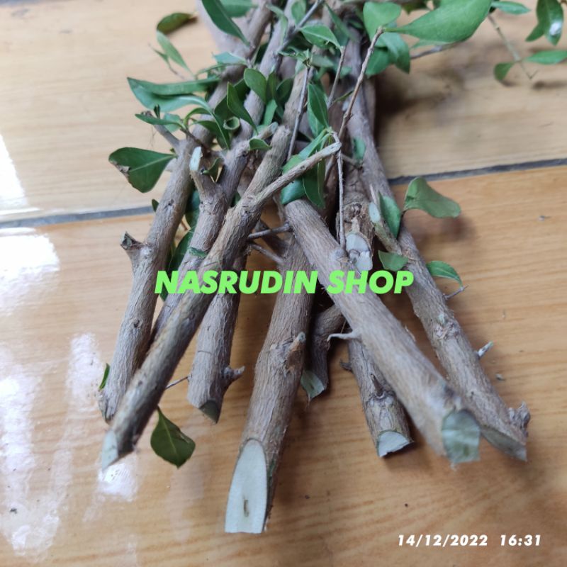 Jual Bibit Daun Pacar Kuku 300 Gram Isi 10 15 Batang Stek Batang Bibit Daun Henna Bibit Daun 5369