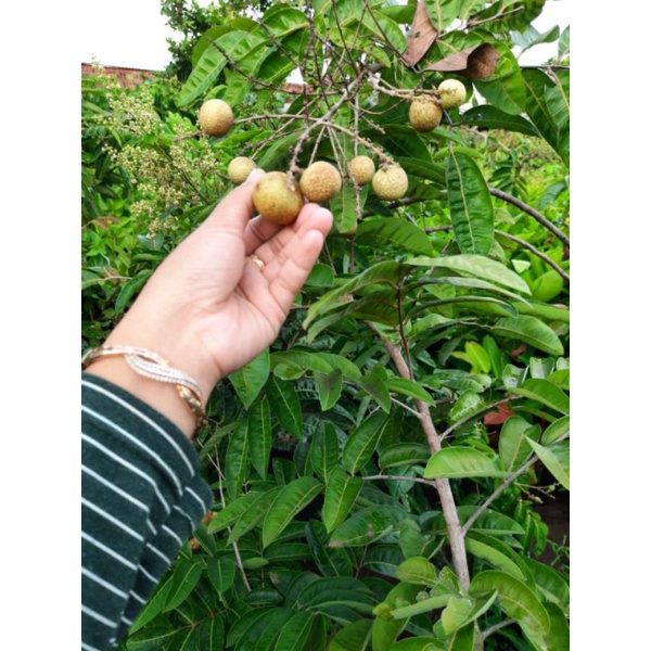 Jual Bibit Kelengkeng Matalada BERBUNGA BATANG BESAR | Shopee Indonesia