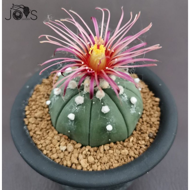 Jual Tanaman Kaktus Astrophytum Asterias Cv Shinshowa Akabana Shopee Indonesia