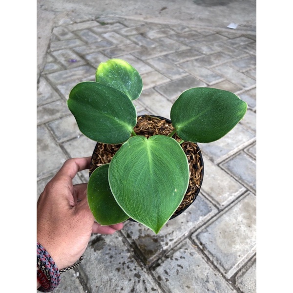 Jual tanaman hias pilodendron rugosum | Shopee Indonesia