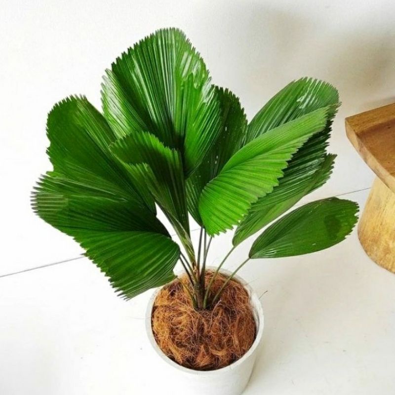 ( RIMBUN ) Tanaman Hias Palem Kol Dewasa & Bibit / Tanaman Indoor Pohon Palm Kipas Kol / Palem Kol Tanaman Hidup Palm Kipas Tanaman Indoor Outdoor