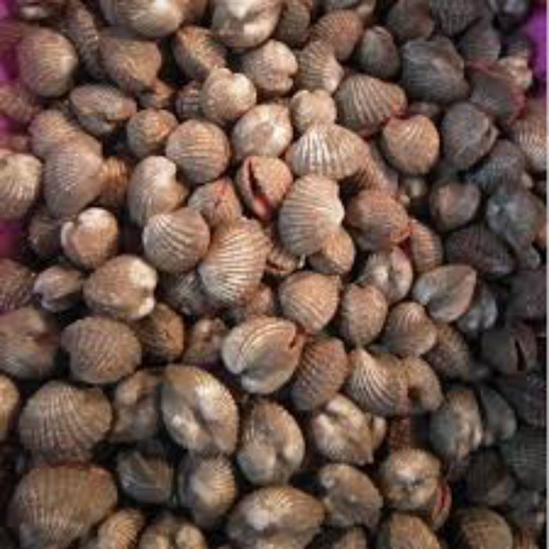 Jual Kerang Dara Segar 1kg | Shopee Indonesia
