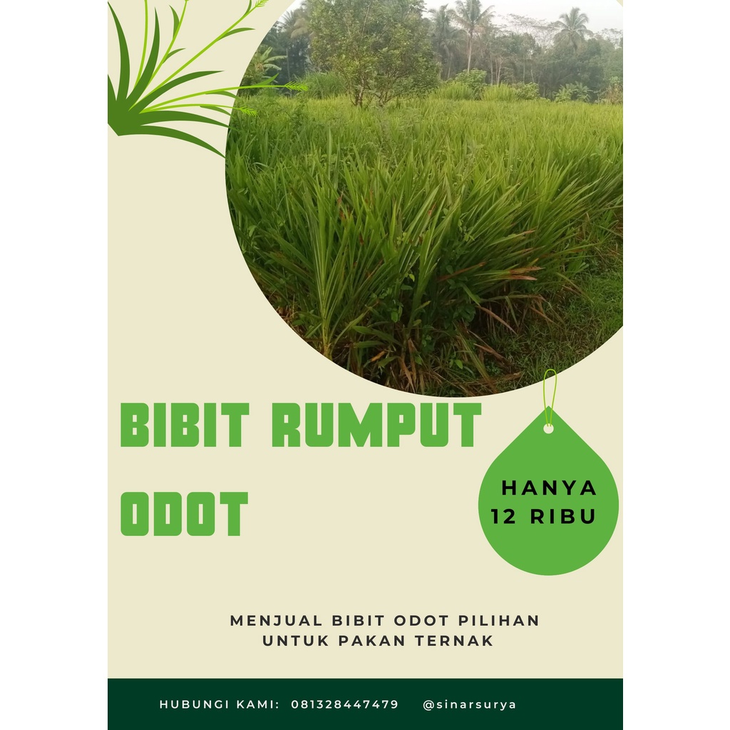 Jual BIBIT RUMPUT ODOT PAKAN SAPI DAN KAMBING (100G) | Shopee Indonesia