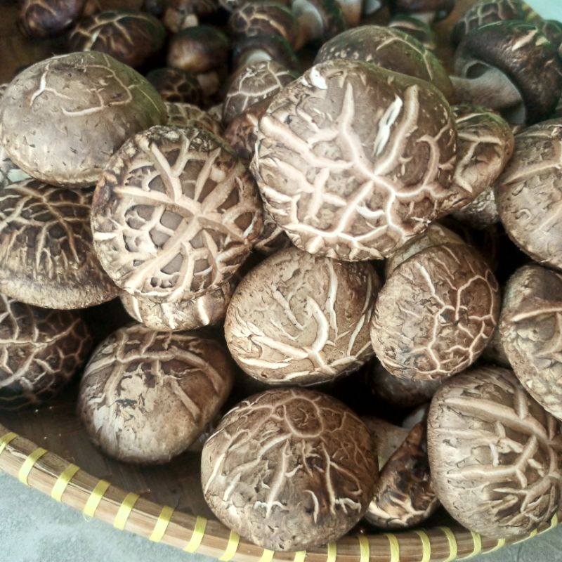 Jual Jamur Hitam Shitake Fresh Shopee Indonesia