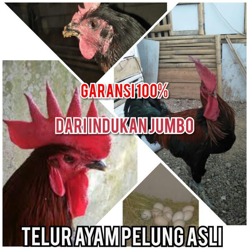 Jual TELUR AYAM PELUNG JUMBO Hasil Ternakan Sendiri Nasab Trah Sagara 