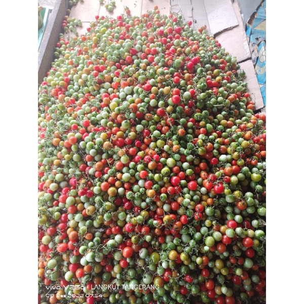 Jual rampai segar 100gram | Shopee Indonesia