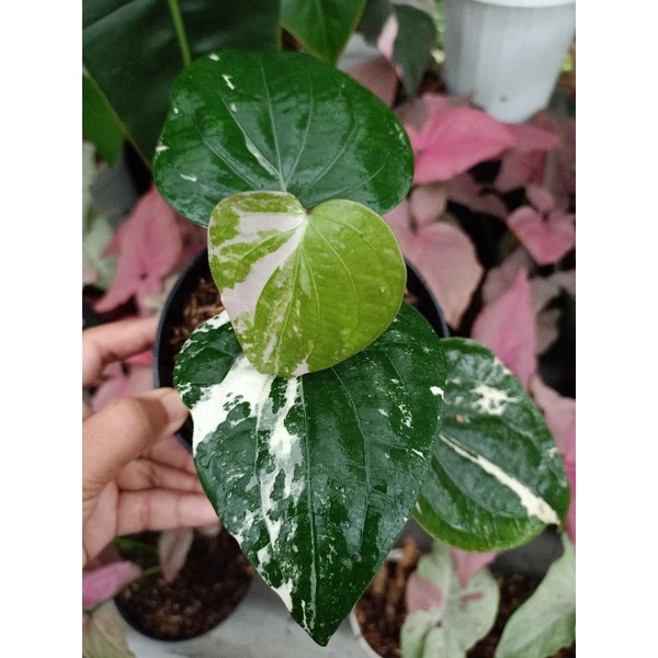 Jual lada variegata (merica variegata / piper nigrum variegata ...