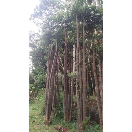 Jual Pohon Pule Grouping Tinggi 4.6 meter | Shopee Indonesia