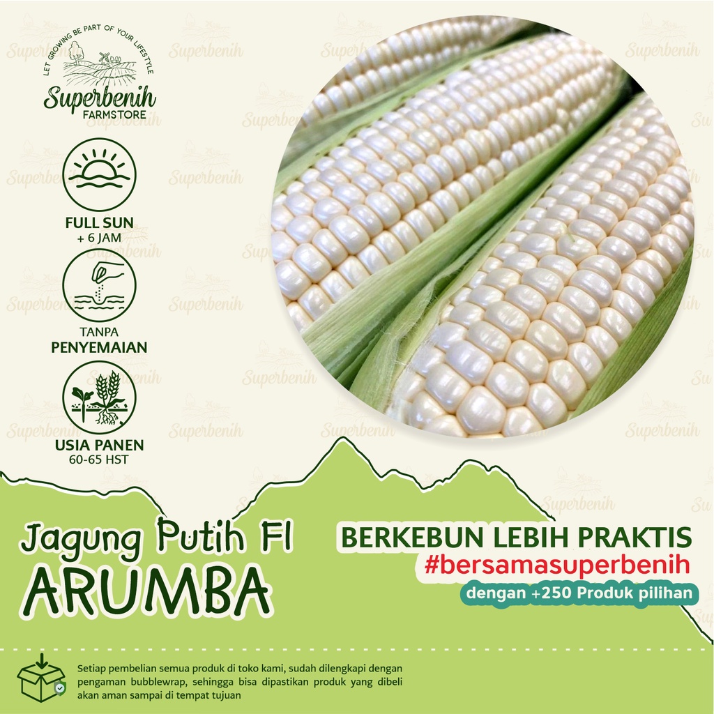 Jual Biji Benih Jagung Pulut Putih Arumba Shopee Indonesia