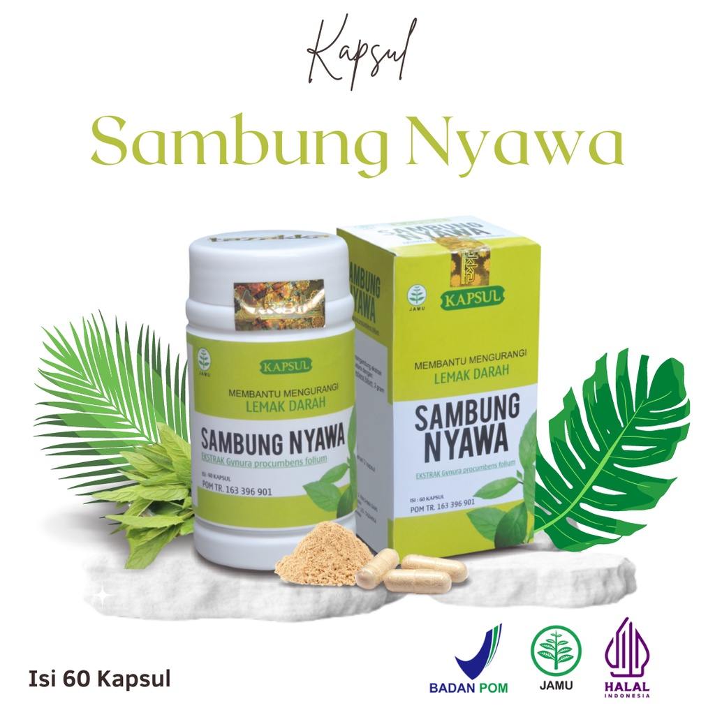 Jual Daun Sambung Nyawa Ekstrak Herbal Tazakka Official Store 60 Kapsul