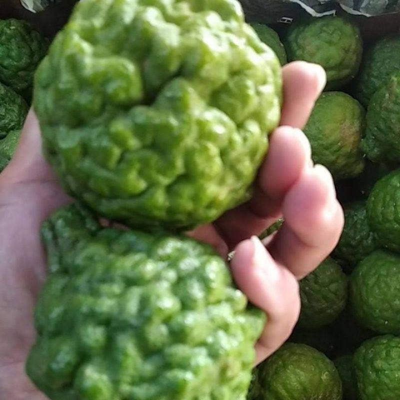 Jual JERUK PURUT JUMBO / JERUK PURUT BESAR / HERBAL / BUMBU DAPUR ...