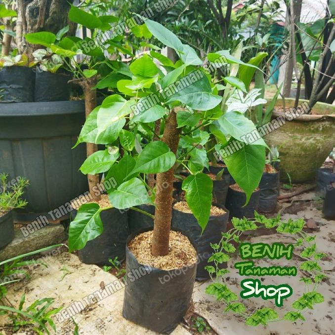 Jual Bibit Pohon Bodhi Tanaman Hias Bahan Bonsai Bodhi Vicus