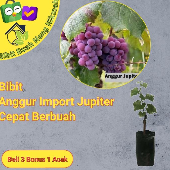 Jual Bibit Tanaman Buah Anggur Import Jupiter Cepat Berbuah Manis