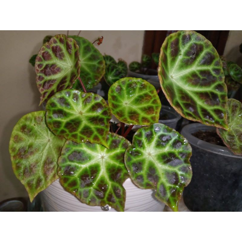Jual tanaman hias begonia rajah sumatra | Shopee Indonesia