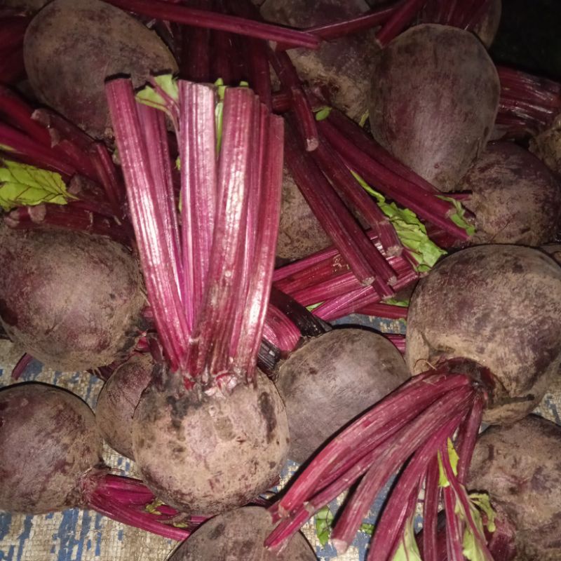 Jual bitroot/ Buah Bit / Buat bitrut 1kg | Shopee Indonesia