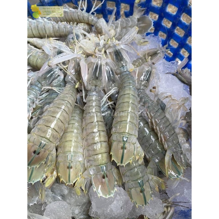 Jual Udang Ronggeng Segar Udang Mantis Udang Cakrek Seafood Hasil Laut