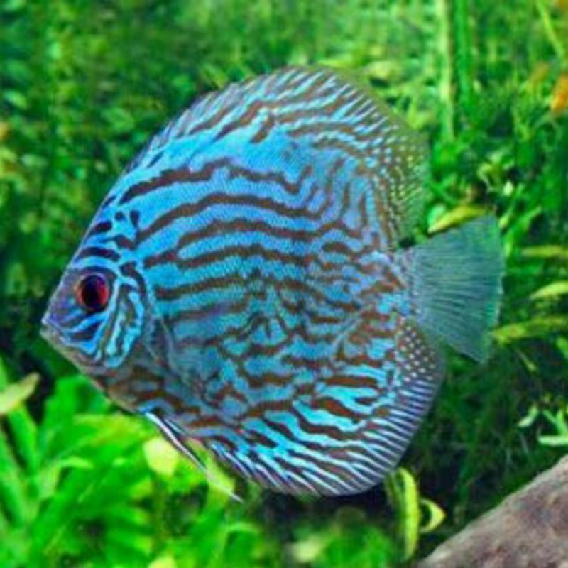 Jual Discus blue tourqoies2 inch | Shopee Indonesia