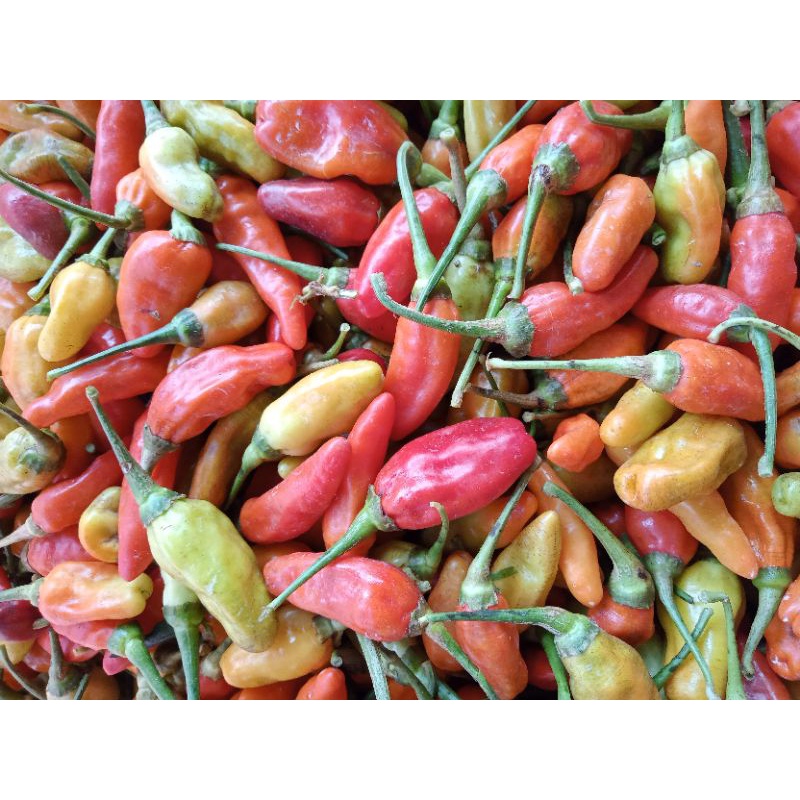 Jual cabe tiung | Shopee Indonesia