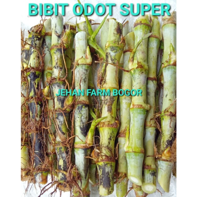 Jual Bibit Odot Super 1kg Bibit Rumput Odot Pakan Ternak 1kg Shopee