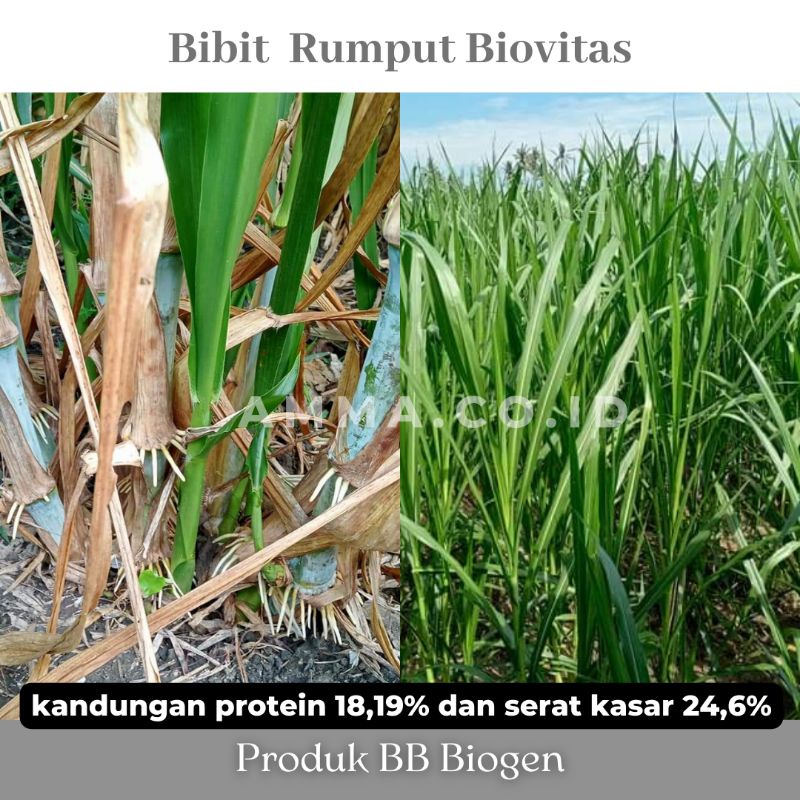 Jual Bibit Rumput BB Biogen Biovitas 1kg | Shopee Indonesia